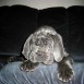Cachorros de Buria